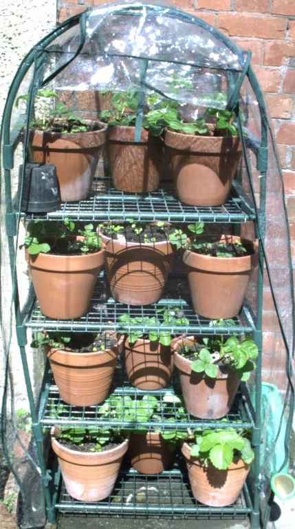 Strawberries in greenhouse 