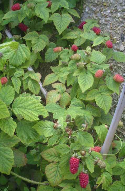 Loganberry fruit 