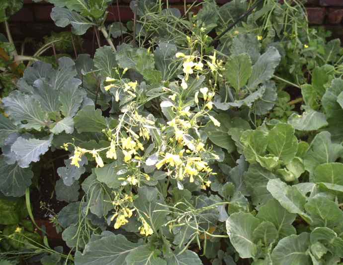 Cabbage flowers 