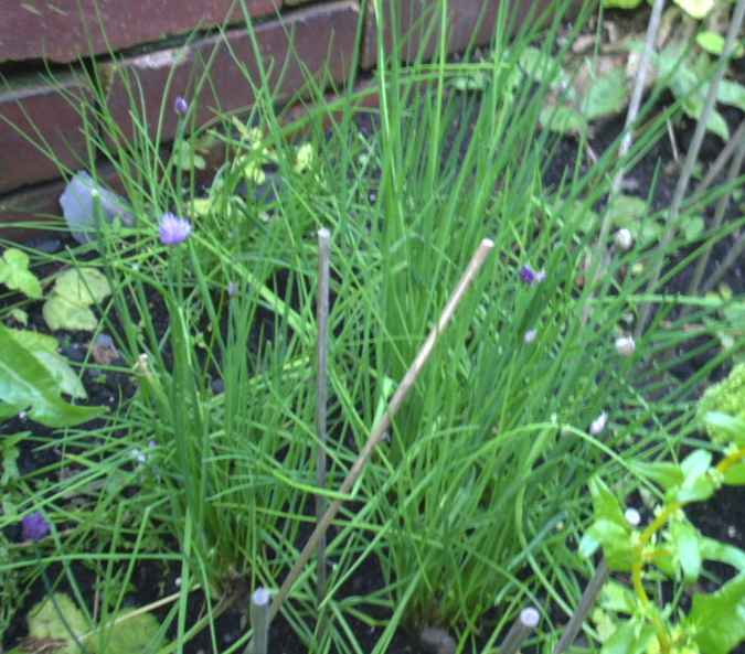 Chives 