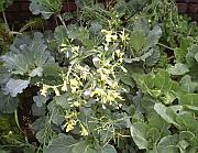 Cabbage flowers 