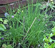 Chives 