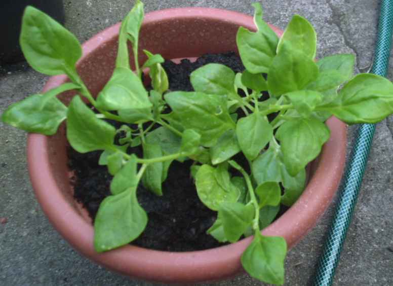 New Zealand Spinach 